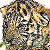 tiger.gif (6624 bytes)