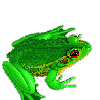 frog.gif (4599 bytes)
